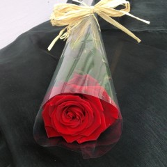 beautiful single rose 