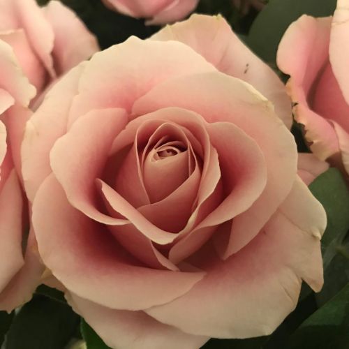 18 Cream or Pink Roses - Opulent Valentines Bouquet
