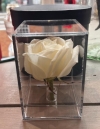 perfect single rose in a box
